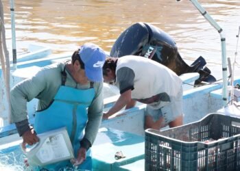 ¿Pescar mero, pulpo o langosta? Ojo: inicia veda crítica en el litoral