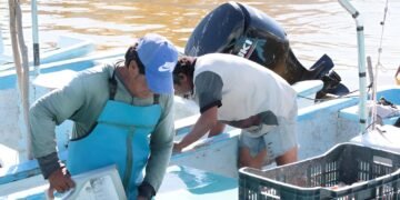 ¿Pescar mero, pulpo o langosta? Ojo: inicia veda crítica en el litoral