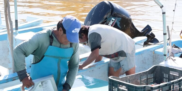 ¿Pescar mero, pulpo o langosta? Ojo: inicia veda crítica en el litoral