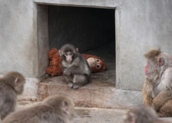 Influencer ofrece 250 mil dólares por Punch tras difundirse video donde es arrastrado