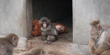 Influencer ofrece 250 mil dólares por Punch tras difundirse video donde es arrastrado