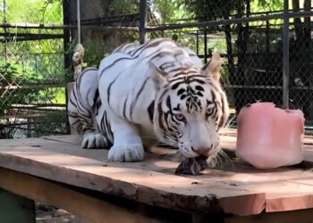 Rumbo a Balam Balam: tigresa blanca inicia misión de conservación