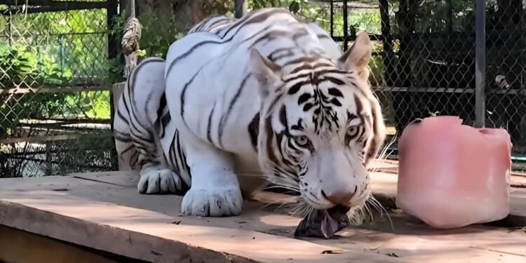Rumbo a Balam Balam: tigresa blanca inicia misión de conservación