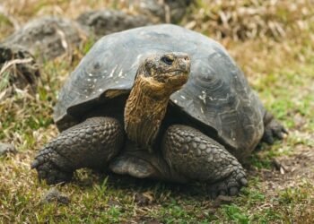 NASA impulsa regreso de tortugas gigantes a Galápagos tras 150 años de ausencia