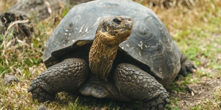 NASA impulsa regreso de tortugas gigantes a Galápagos tras 150 años de ausencia