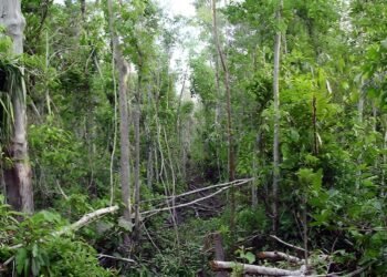 Se encienden en Yucatán los focos rojos por la deforestación