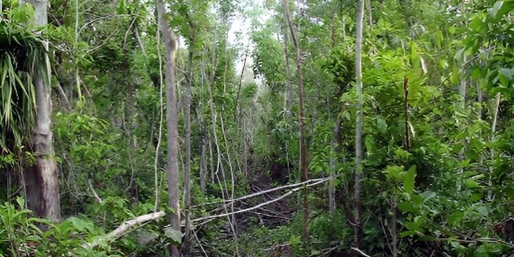Se encienden en Yucatán los focos rojos por la deforestación
