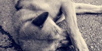 Envenenamiento intencional de animales sacude la tranquilidad de Ciudad Caucel