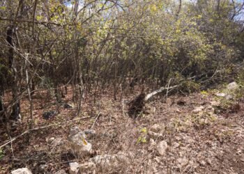 Freno a la devastación: Profepa clausura y decomisa en la Reserva Cuxtal