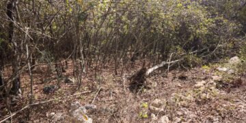 Freno a la devastación: Profepa clausura y decomisa en la Reserva Cuxtal