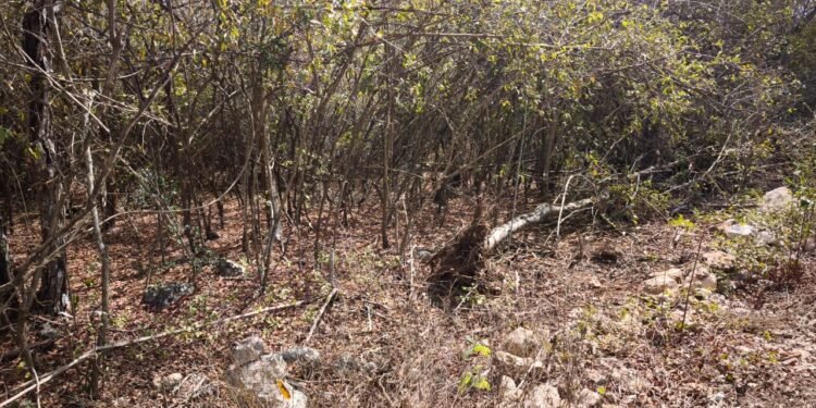 Freno a la devastación: Profepa clausura y decomisa en la Reserva Cuxtal