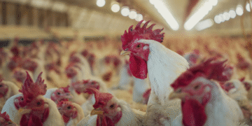 Influenza aviar golpea granja en Buenos Aires y sacude al sector