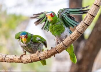 El frío no perdona: Proyecto Santa María a contrarreloj para salvar a los loros