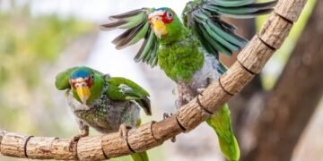 El frío no perdona: Proyecto Santa María a contrarreloj para salvar a los loros