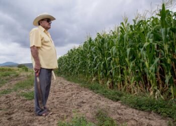 Reducen requisitos en incentivos al maíz blanco del ciclo Primavera–Verano 2025