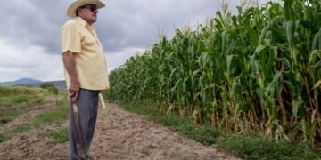 Reducen requisitos en incentivos al maíz blanco del ciclo Primavera–Verano 2025