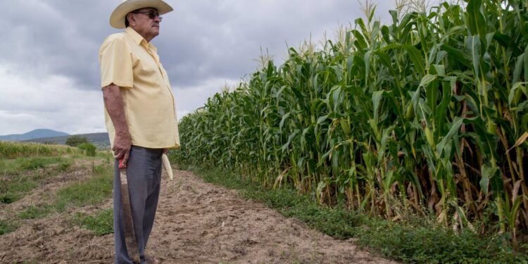 Reducen requisitos en incentivos al maíz blanco del ciclo Primavera–Verano 2025