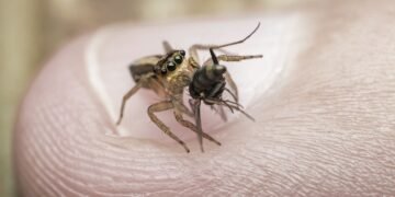 Insectival el primer festival de insectos que busca romper  el mito de los “bichos”