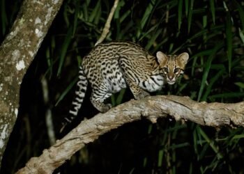 Ocelote muere atropellado; recuerda la selva no tiene frenos, pero tu carro sí