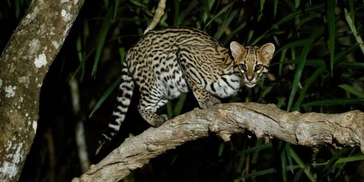 Ocelote muere atropellado; recuerda la selva no tiene frenos, pero tu carro sí