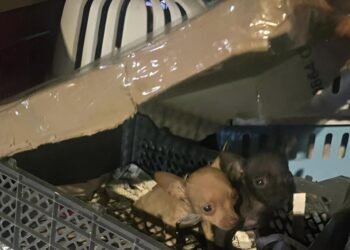 Más de 30 cachorros son salvados en operativo, responsables enfrentan a la justicia