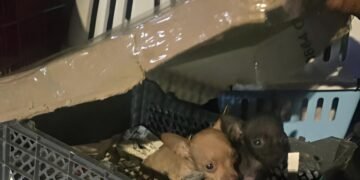 Más de 30 cachorros son salvados en operativo, responsables enfrentan a la justicia