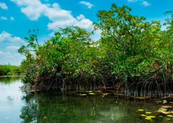 Alerta en Yucatán: ahora plaga amenaza manglares y piden reportes ciudadanos