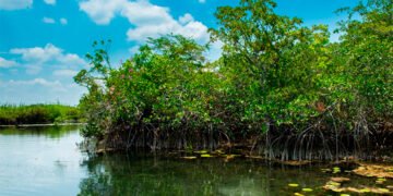Alerta en Yucatán: ahora plaga amenaza manglares y piden reportes ciudadanos