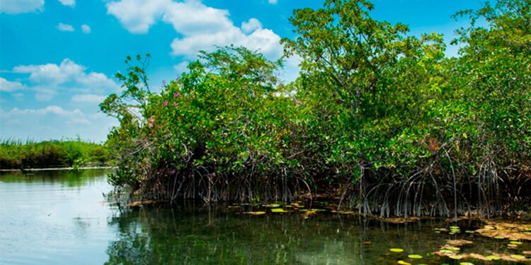 Alerta en Yucatán: ahora plaga amenaza manglares y piden reportes ciudadanos