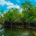 Alerta en Yucatán: ahora plaga amenaza manglares y piden reportes ciudadanos