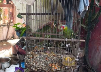 Mérida, epicentro del tráfico ilegal de fauna en operativo federal de Profepa