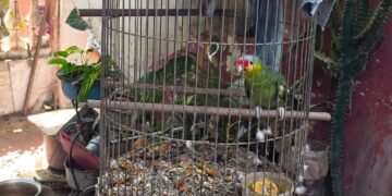 Mérida, epicentro del tráfico ilegal de fauna en operativo federal de Profepa