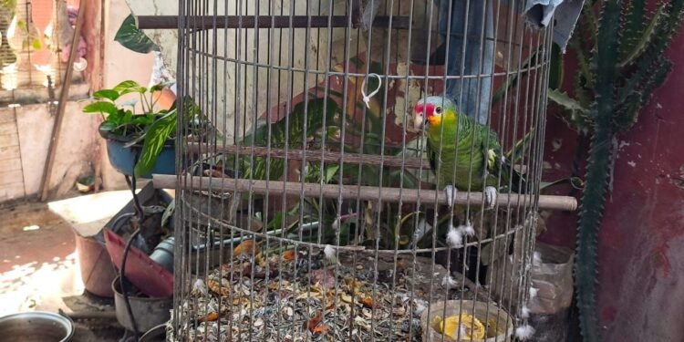 Mérida, epicentro del tráfico ilegal de fauna en operativo federal de Profepa