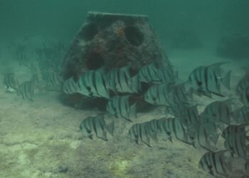 Río Lagartos se transforma bajo el mar con el primer santuario artificial
