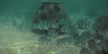 Río Lagartos se transforma bajo el mar con el primer santuario artificial