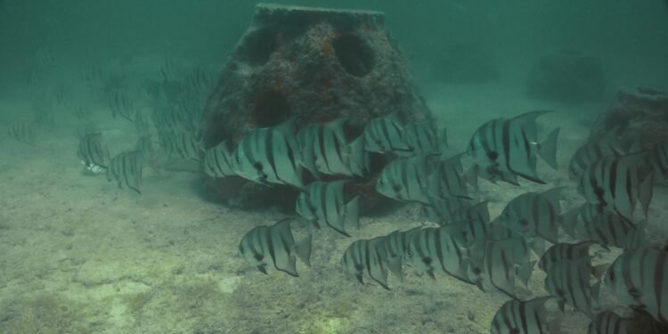 Río Lagartos se transforma bajo el mar con el primer santuario artificial