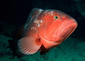 Tras la veda, inicia temporada de mero con impulso al sector pesquero