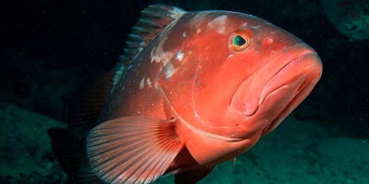 Tras la veda, inicia temporada de mero con impulso al sector pesquero