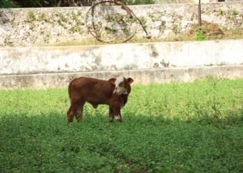 Yucatán reporta cero animales muertos por gusano barrenador