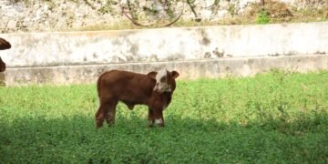 Yucatán reporta cero animales muertos por gusano barrenador