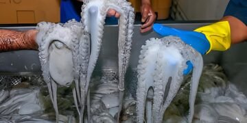 Yucatán se consolida como el gigante de la industria pulpera en México