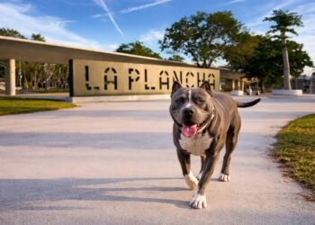 Ataque de pitbull en La Plancha deja a turista y su mascota heridas