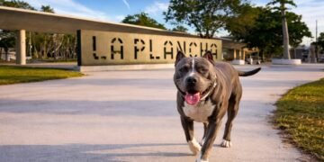 Ataque de pitbull en La Plancha deja a turista y su mascota heridas