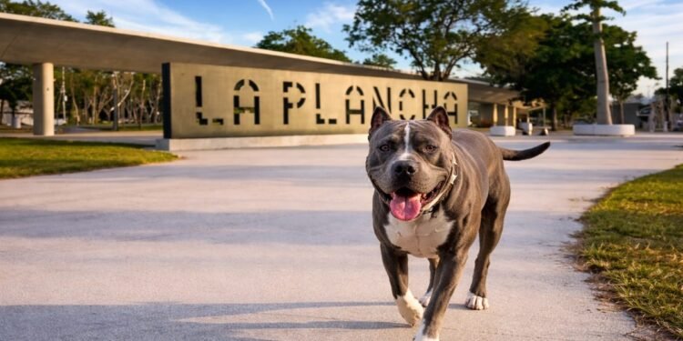 Ataque de pitbull en La Plancha deja a turista y su mascota heridas