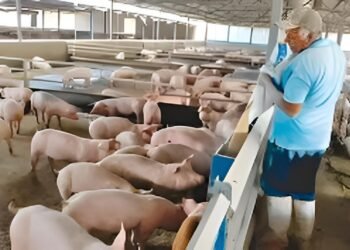 Porcicultores yucatecos defienden su actividad ante observaciones de la ONU