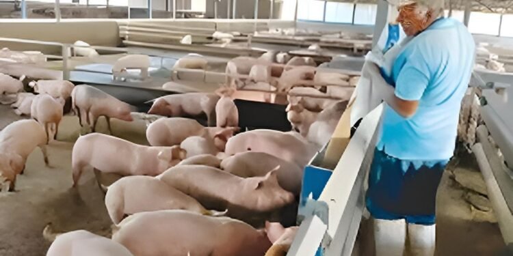 Porcicultores yucatecos defienden su actividad ante observaciones de la ONU