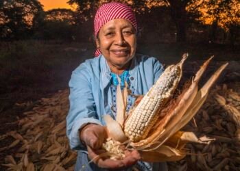 Éxito agroecológico: elevan prácticas sustentables productividad del maíz