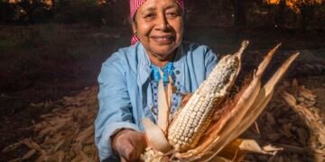 Éxito agroecológico: elevan prácticas sustentables productividad del maíz