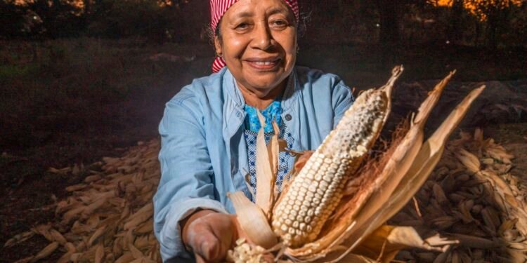 Éxito agroecológico: elevan prácticas sustentables productividad del maíz