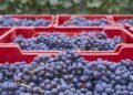 De San Luis Potosí al mercado global: el auge de las berries mexicanas